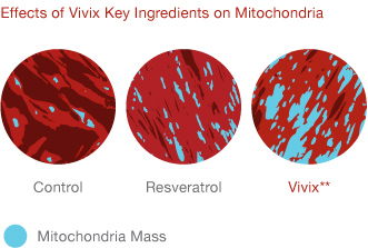 Effects of Vivix Key Ingredients on Mitochondria