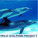 Wild Dolphin Project
